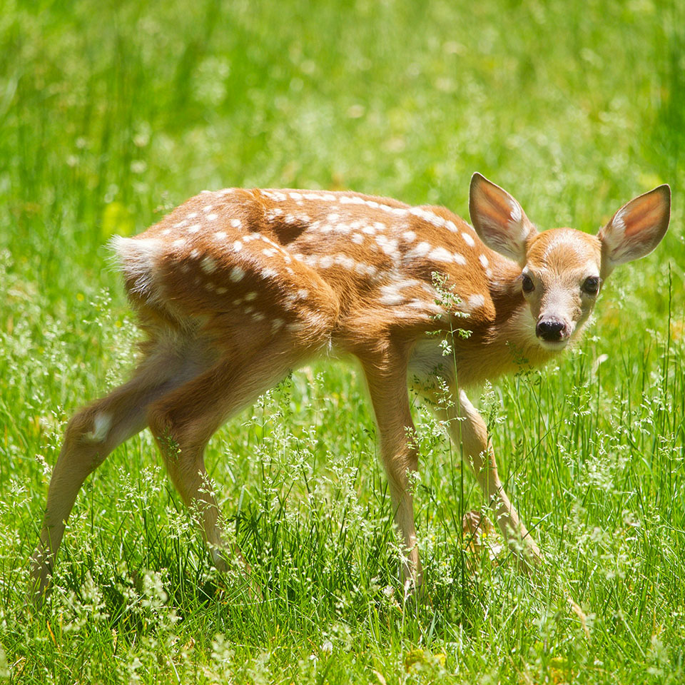 Deer wandering in grass