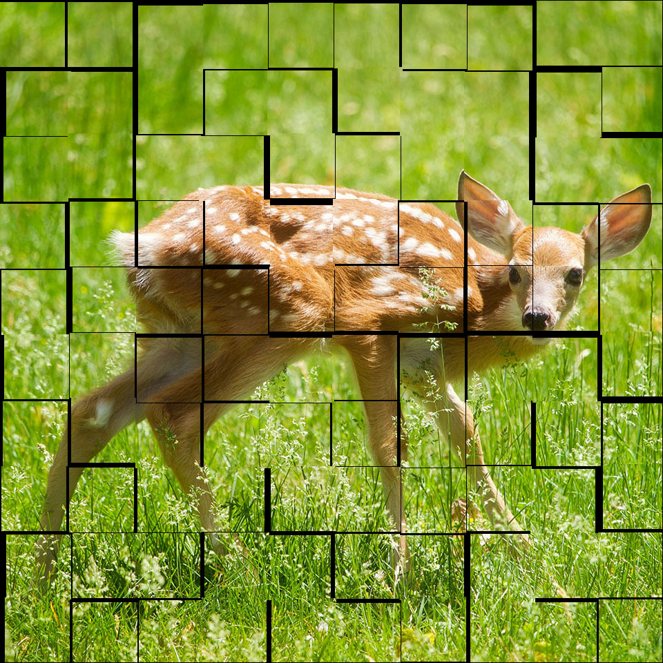 Deer wandering in grass