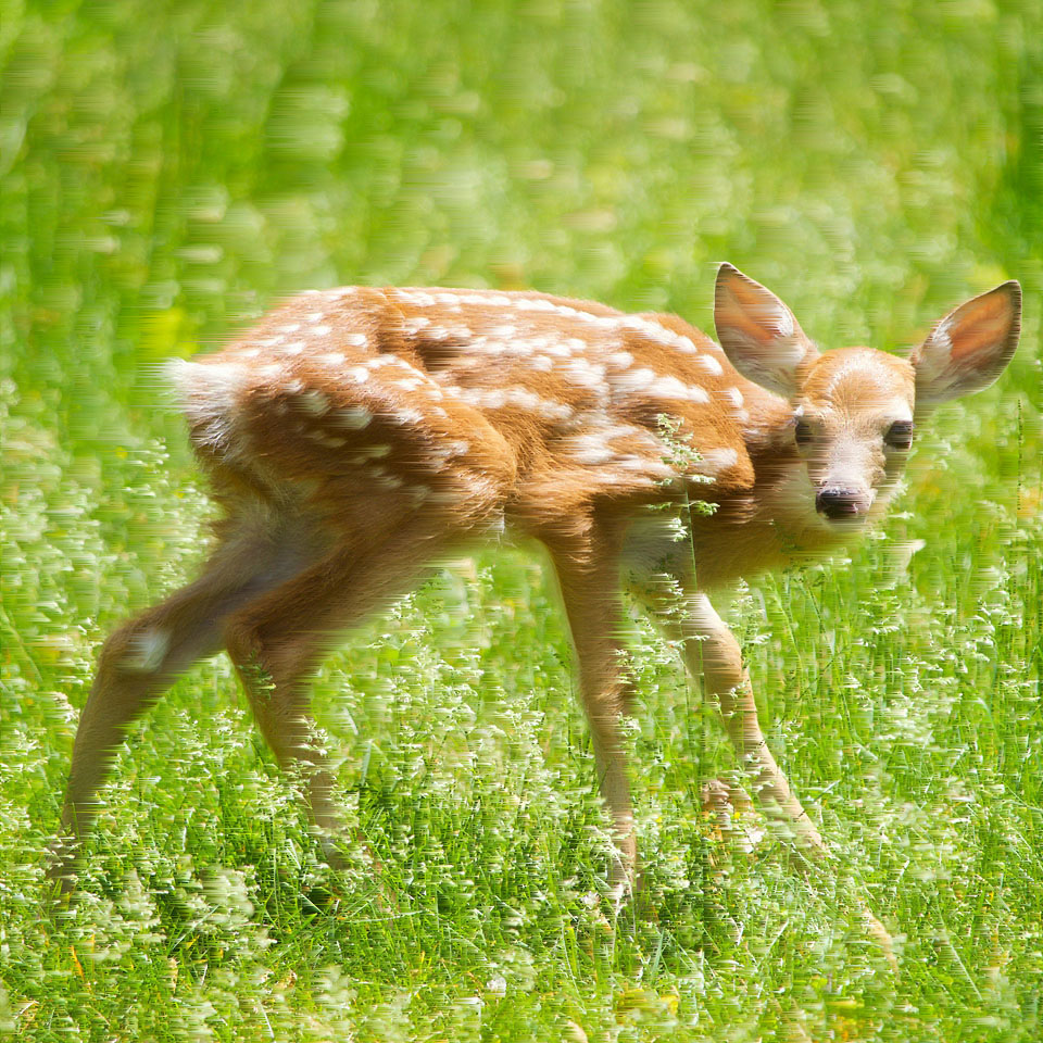 Deer wandering in grass