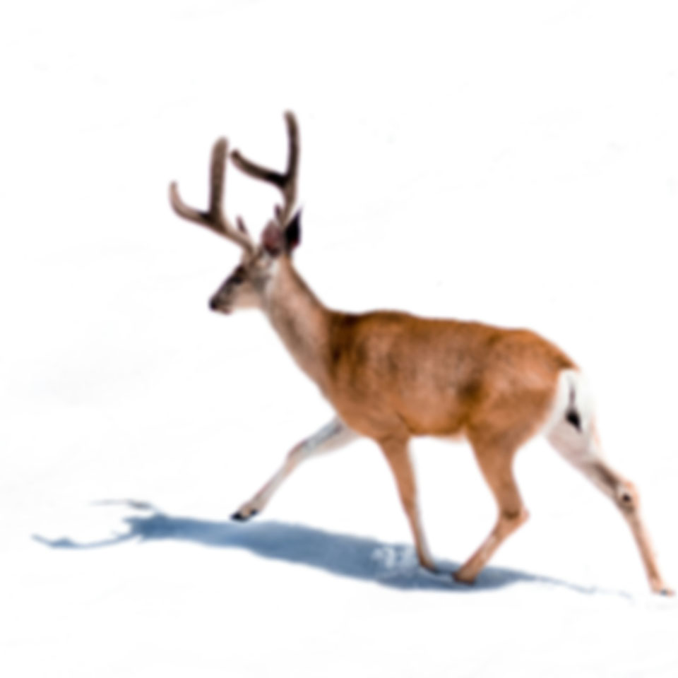 snowfield wanderer in motion