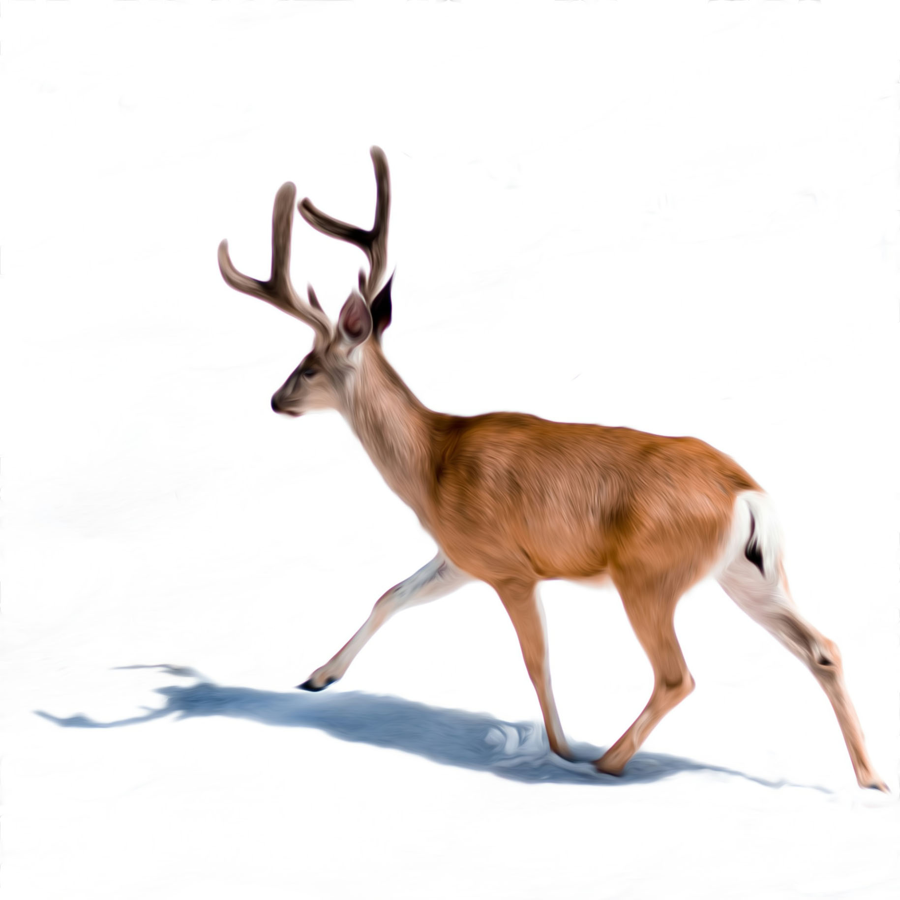 snowfield wanderer in motion