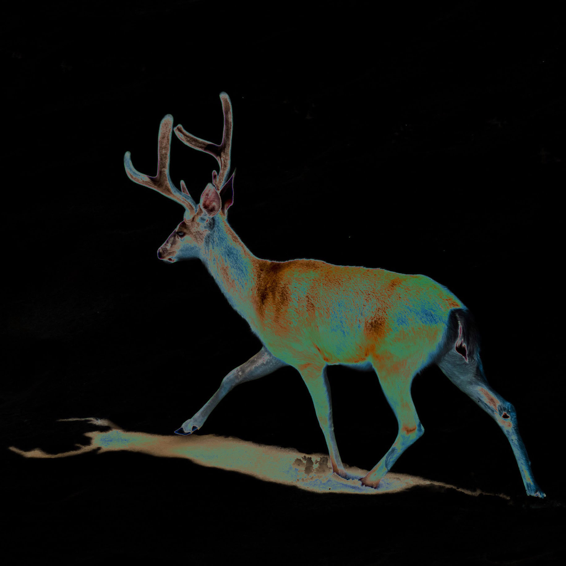 snowfield wanderer in motion